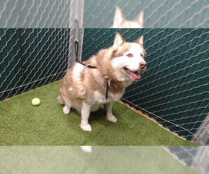 Siberian Husky Dogs for adoption in Downey, CA, USA