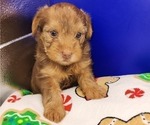 Puppy Puppy 2 YorkiePoo