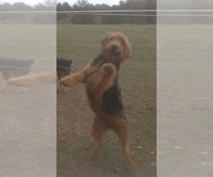 Airedale Terrier Puppy for sale in SMITHS GROVE, KY, USA