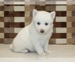 Small #3 Pomsky