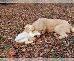 Small Photo #8 Goldendoodle Puppy For Sale in ATHENS, GA, USA