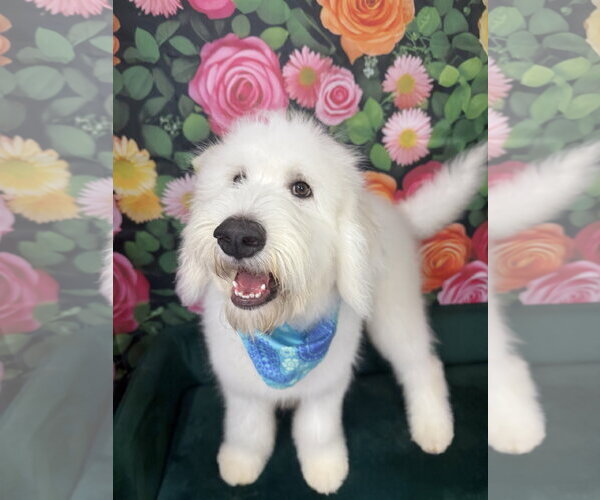 Medium Photo #2 Poodle (Standard)-Unknown Mix Puppy For Sale in Plainfield, IL, USA