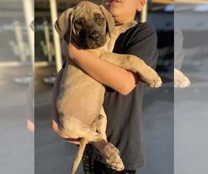 Mastiff Litter for sale in JURUPA VALLEY, CA, USA