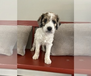 Aussiedoodle-Poodle (Standard) Mix Puppy for sale in CRAWFORDSVILLE, IN, USA