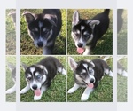 Small Photo #2 German Shepherd Dog-Siberian Husky Mix Puppy For Sale in LEESVILLE, LA, USA
