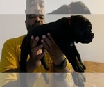 Puppy Puppy 1 Cane Corso