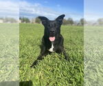 Small #3 Labrador Retriever Mix