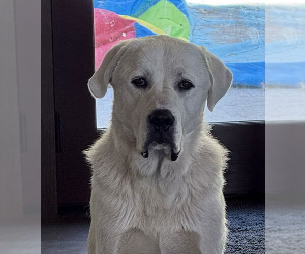 Medium Photo #2 Akbash-Great Pyrenees Mix Puppy For Sale in Hamilton, MT, USA