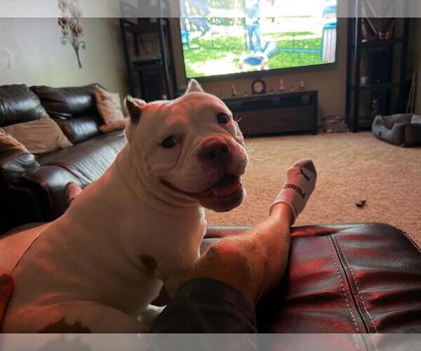 Medium Photo #1 Bulldog-Unknown Mix Puppy For Sale in Crete, IL, USA