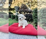 Small Photo #14 Maltese Puppy For Sale in HAYWARD, CA, USA
