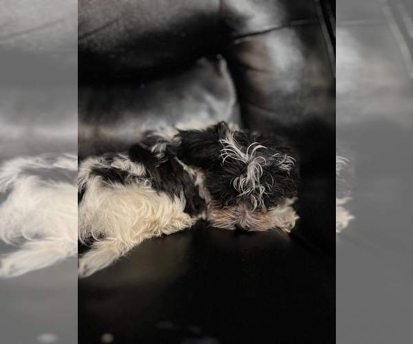 Medium Photo #11 Maltipoo Puppy For Sale in BRIDGEPORT, CT, USA