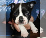 Puppy Pilgrim Boston Terrier