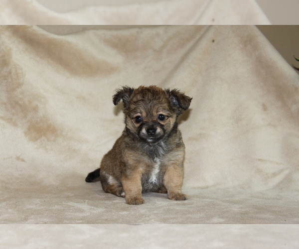 Medium Photo #11 Chihuahua Puppy For Sale in HUDSONVILLE, MI, USA
