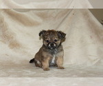 Puppy Bella Chihuahua