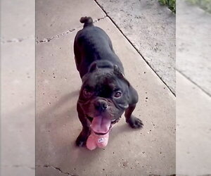Bulldog Dogs for adoption in Dumont, NJ, USA