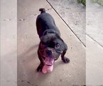 Small Bulldog