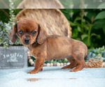 Puppy Jade Dachshund