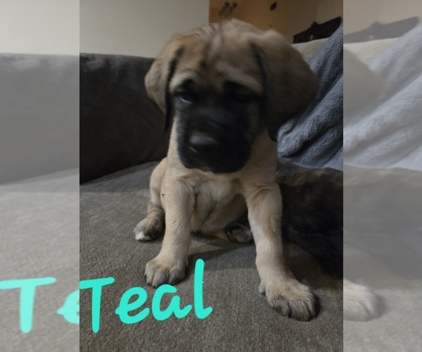 Medium Photo #1 Mastiff Puppy For Sale in WALNUT COVE, NC, USA