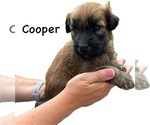 Puppy Puppy 8 Soft Coated Wheaten Terrier