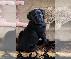 Labrador Retriever Puppy for sale in KITTRELL, NC, USA