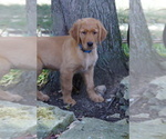 Puppy Frankie Golden Retriever