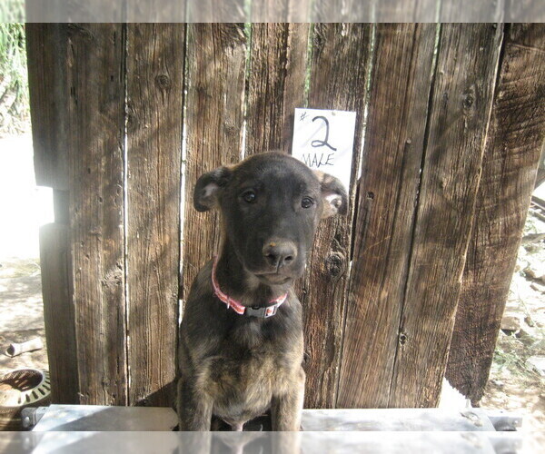 Medium Photo #4 Dutch Shepherd Dog Puppy For Sale in TUCSON, AZ, USA