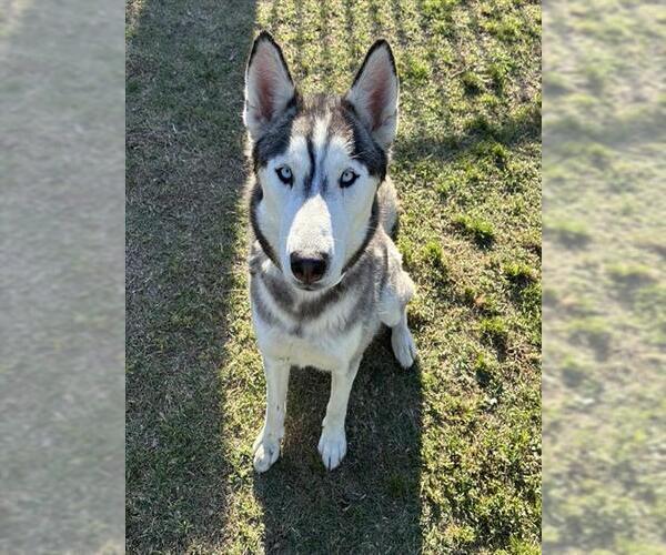 Medium Photo #1 Siberian Husky Puppy For Sale in Riverside, CA, USA