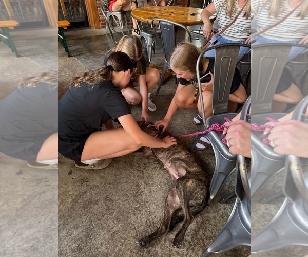 Medium Photo #2 Labrador Retriever-Unknown Mix Puppy For Sale in Holly Springs, NC, USA