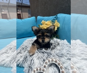 Yorkshire Terrier Puppy for sale in HAWTHORNE, CA, USA