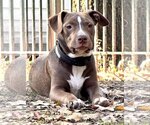 Small Photo #12 Labrador Retriever-Staffordshire Bull Terrier Mix Puppy For Sale in McKinney, TX, USA