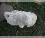Small Photo #20 Coton de Tulear Puppy For Sale in COLUMBIA, MO, USA