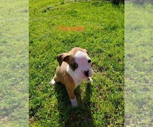 Boxer Puppy for sale in PELZER, SC, USA
