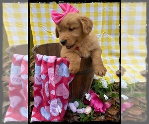Golden Retriever Puppy for Sale in ARCHDALE, North Carolina USA