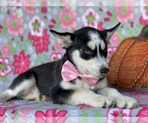 Pomsky Puppy for sale in LANCASTER, PA, USA