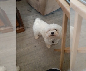 Father of the Maltese puppies born on 06/14/2026