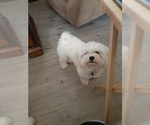 Small Photo #1 Maltese Puppy For Sale in BELPRE, OH, USA
