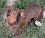 Small Photo #1 Dachshund Puppy For Sale in GOSHEN, IN, USA