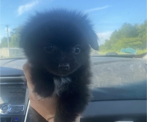 Pomeranian Puppy for sale in CASTLE HAYNE, NC, USA