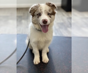 Border Collie Puppy for sale in CHRISTIANA, DE, USA