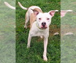 WANDA - Female Mutt Dog for Adoption - Small photo