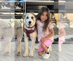 Small Great Pyrenees Mix