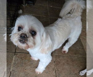 Shih Tzu Dogs for adoption in San Antonio, TX, USA