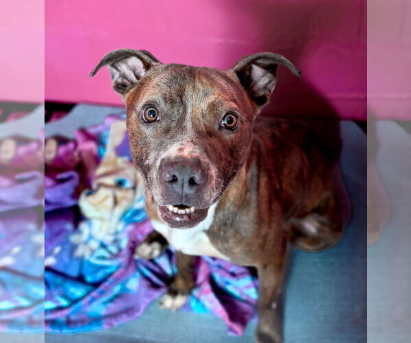 Medium Photo #2 Mutt Puppy For Sale in Chattanooga, TN, USA