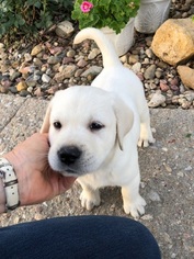 Labrador Retriever Puppy for sale in SENECA, KS, USA