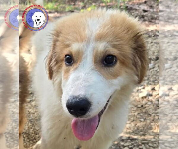 Medium Photo #1 Great Pyrenees Puppy For Sale in Spring, TX, USA