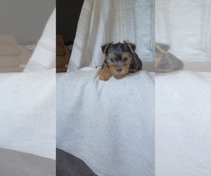 Yorkshire Terrier Litter for sale in BENSON, NC, USA