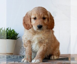Goldendoodle (Miniature) Puppy for sale in LITITZ, PA, USA