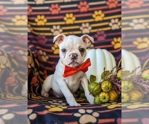 Boston Terrier Puppy for sale in EPHRATA, PA, USA