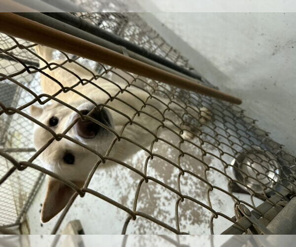 Medium Photo #15 Siberian Husky-white german shepherd Mix Puppy For Sale in Winston Salem, NC, USA