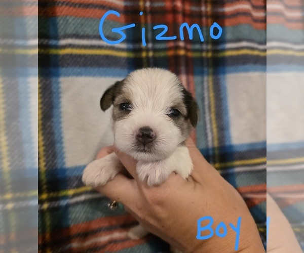Medium Photo #1 Chizer Puppy For Sale in MONTEZUMA, GA, USA